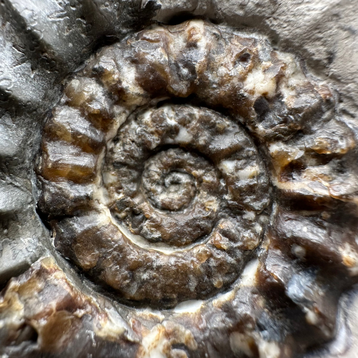 Androgynoceras maculatum ammonite fossil with box and stand - Whitby, North Yorkshire Jurassic Coast Yorkshire Fossils