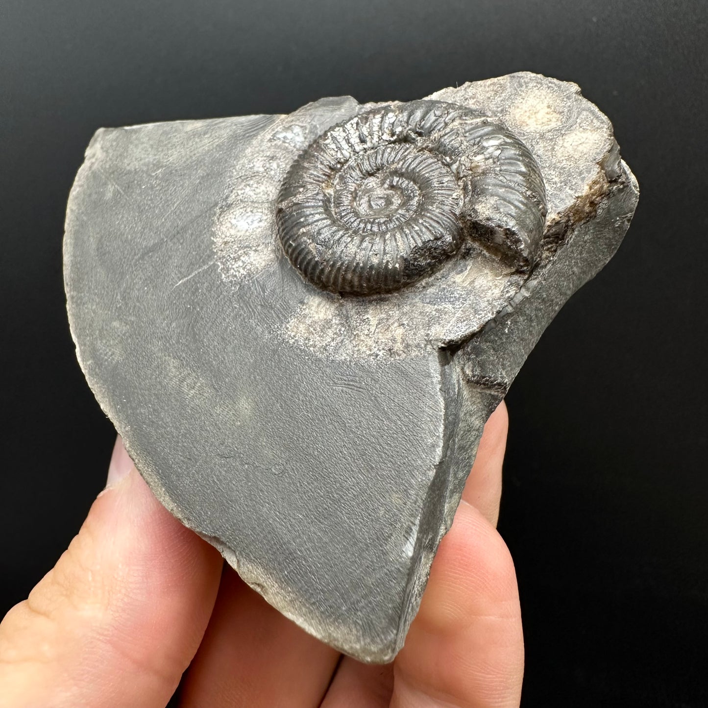 Dactylioceras Ammonite Fossil Gift Set - Whitby, North Yorkshire Jurassic Coast Yorkshire Fossils l