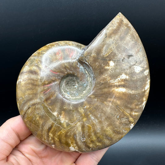 Cleoniceras Ammonite Fossil With Stand - Cretaceous Ammonite Madagascar