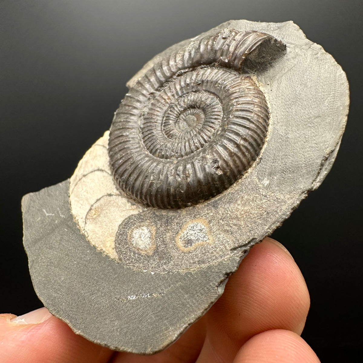 Dactylioceras Ammonite Fossil With box and Stand - Whitby, North Yorkshire Jurassic Coast Yorkshire Fossils
