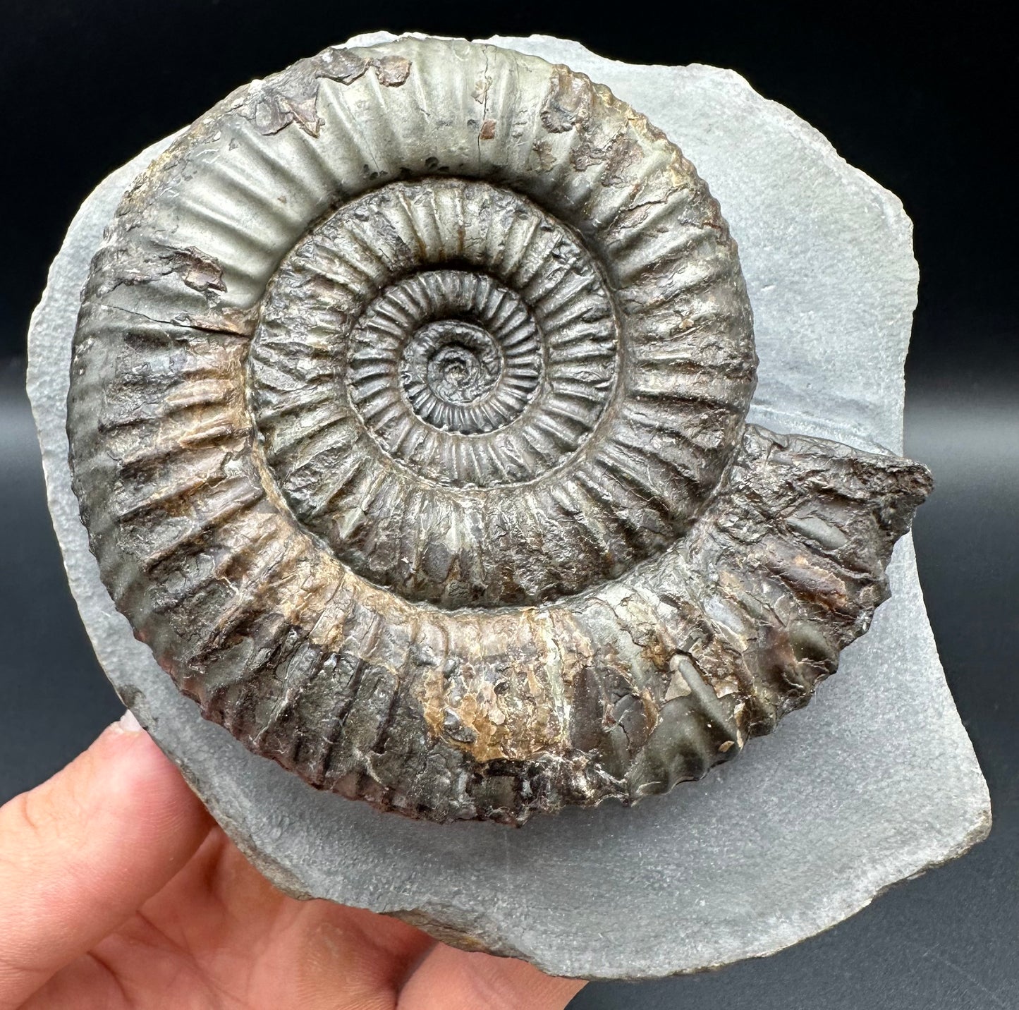 Catacoeloceras Sp. ammonite fossil with box and stand- Whitby, North Yorkshire Jurassic Coast Yorkshire Fossils