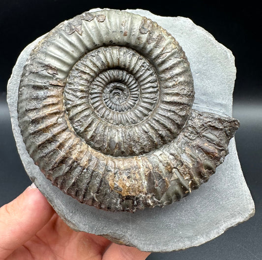 Catacoeloceras Sp. ammonite fossil with box and stand- Whitby, North Yorkshire Jurassic Coast Yorkshire Fossils