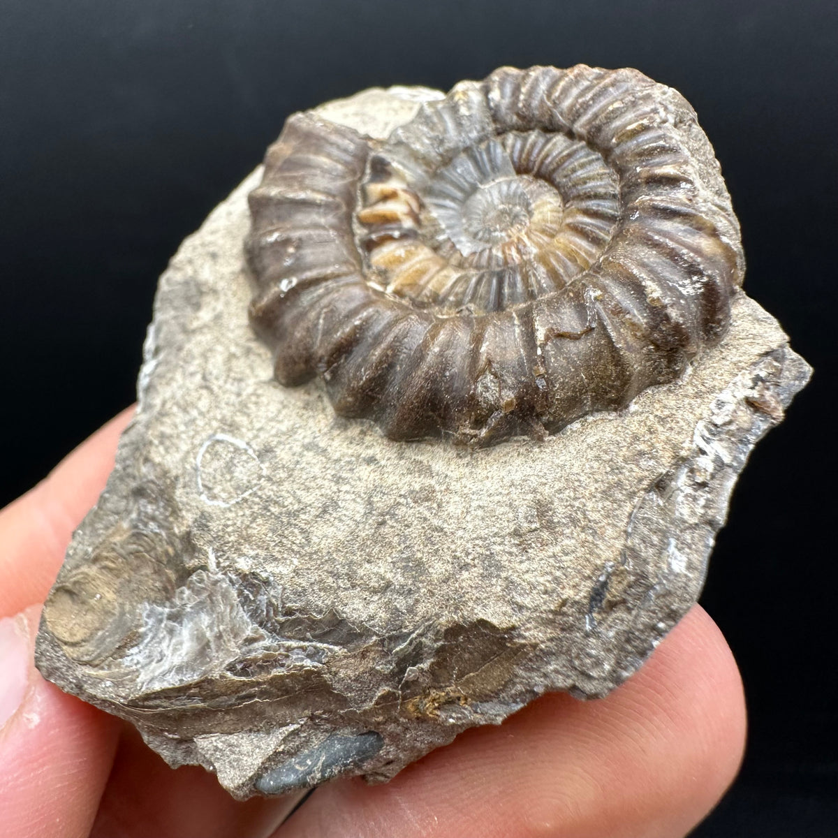 Androgynoceras capricornus Ammonite Fossil With Stand - Whitby, North Yorkshire Jurassic Coast Yorkshire Fossils