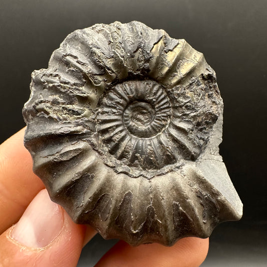 Aegasteroceras sagittarium ammonite fossil with box and stand - Whitby, North Yorkshire Jurassic Coast Yorkshire Fossils
