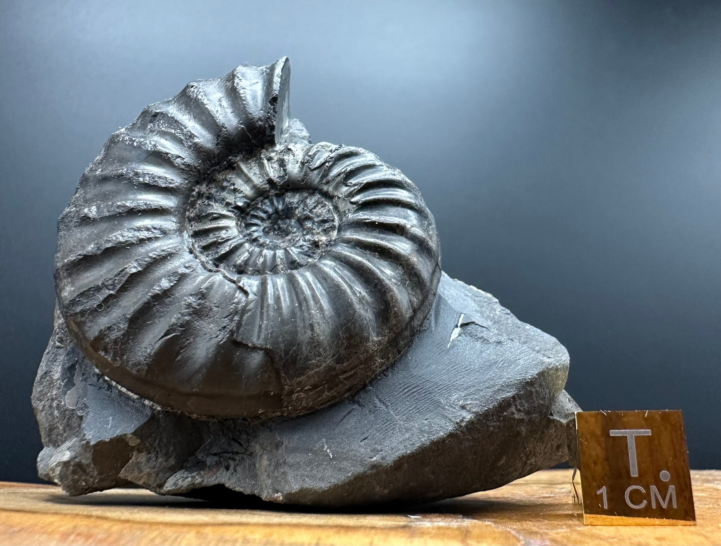 Asteroceras Ammonite fossil with box and stand - Whitby, North Yorkshire Jurassic Coast Yorkshire Fossils