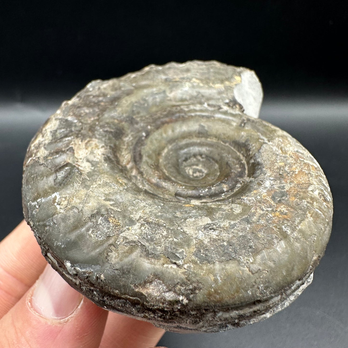 Hildoceras Bifrons Ammonite fossil with box and stand - Whitby, North Yorkshire Jurassic Coast, Yorkshire Fossils from the Jurassic Coast