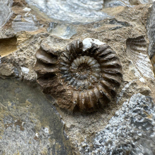 Androgynoceras capricornus Ammonite Fossil With Stand - Whitby, North Yorkshire Jurassic Coast Yorkshire Fossils