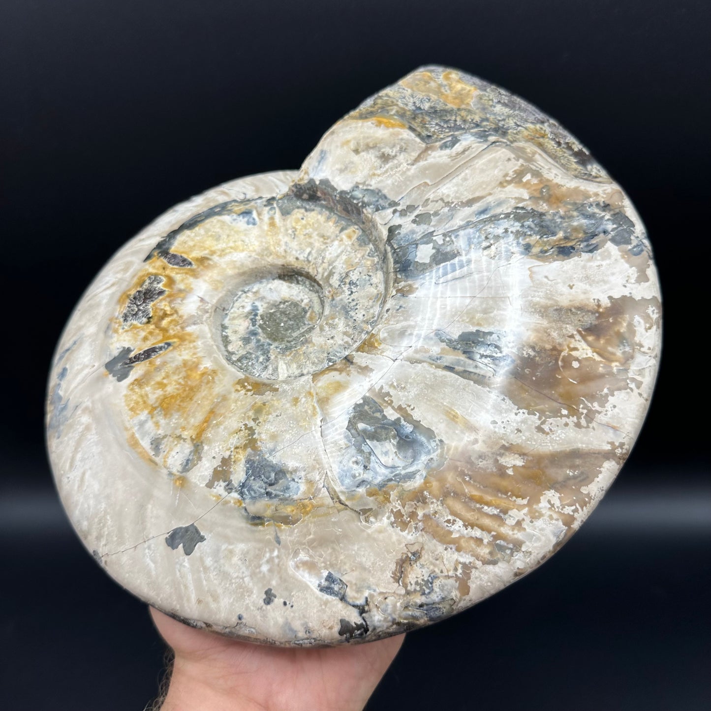 Cleoniceras Ammonite Fossil With Stand - Cretaceous Ammonite Madagascar