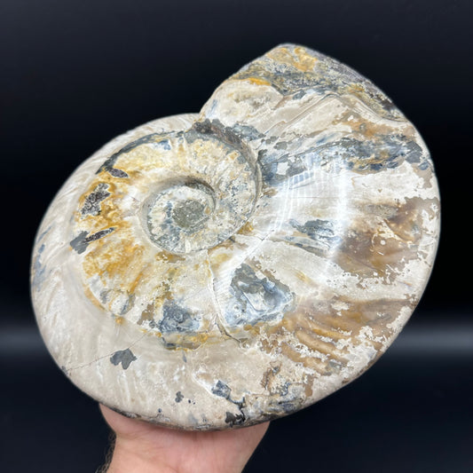 Cleoniceras Ammonite Fossil With Stand - Cretaceous Ammonite Madagascar