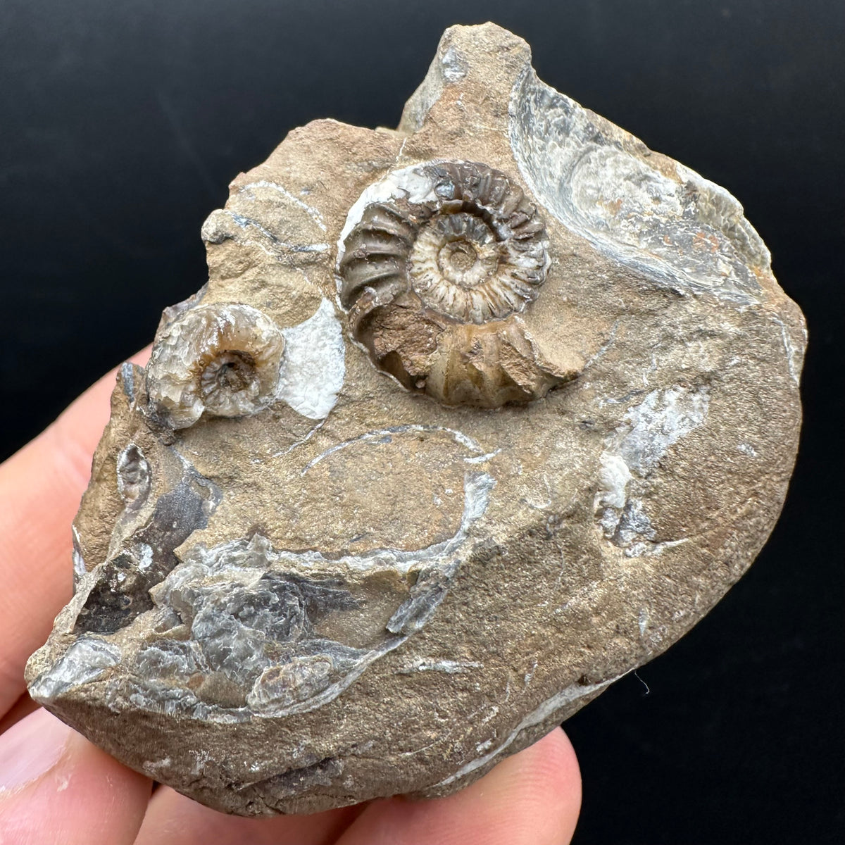 Androgynoceras capricornus Ammonite Fossil With Stand - Whitby, North Yorkshire Jurassic Coast Yorkshire Fossils