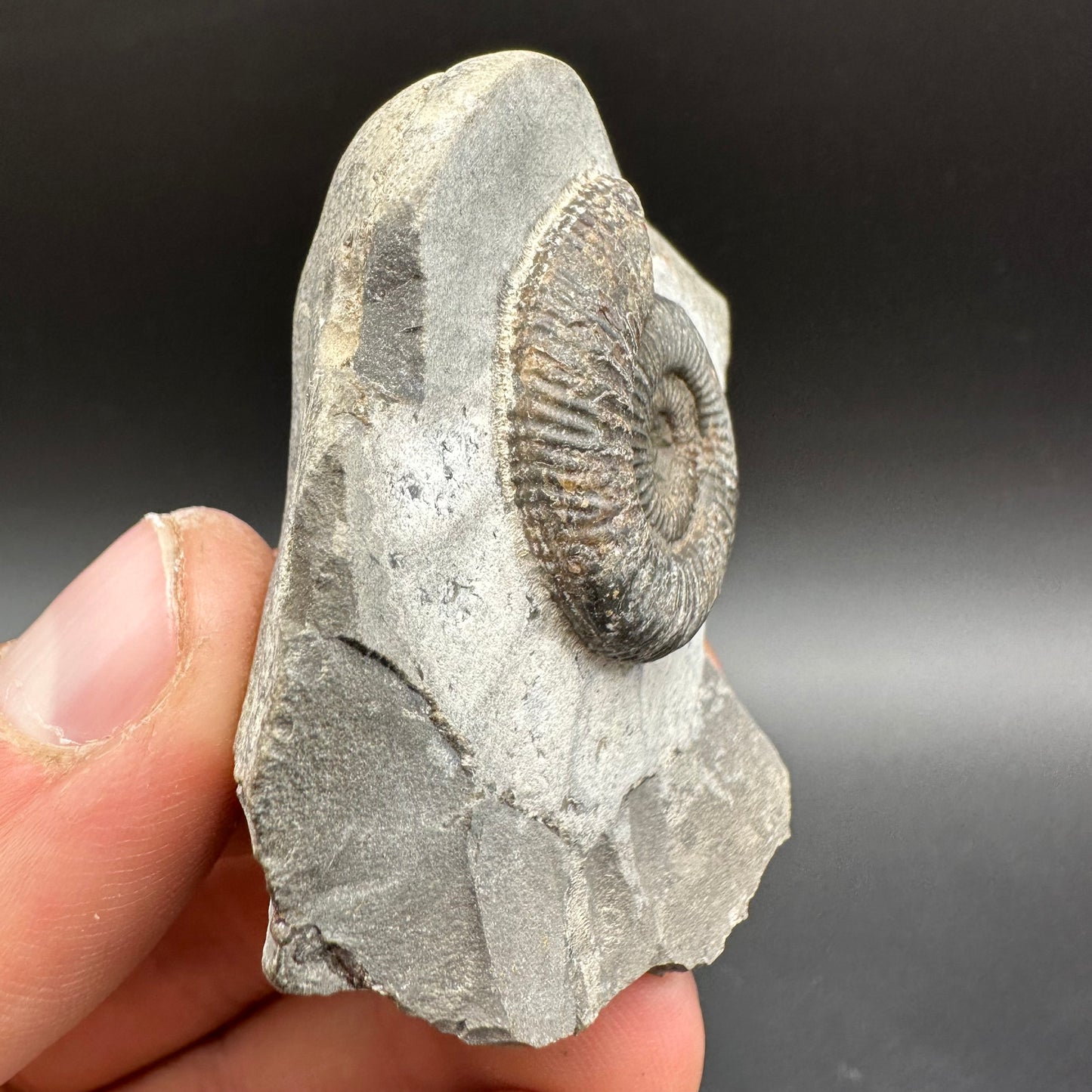Dactylioceras Ammonite Fossil With Box And Stand - Whitby, North Yorkshire Jurassic Coast Yorkshire Fossils