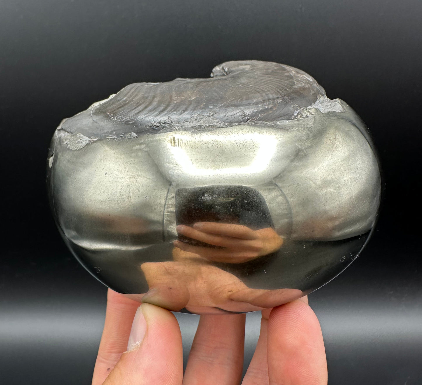 Golden Egg (GENUINE) Ammonite Fossil With Stand - Whitby, North Yorkshire Jurassic Coast Yorkshire Fossils