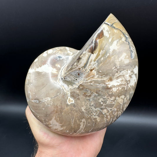 Cenoceras Nautilus Fossil With Stand - Middle Cretaceous Madagascar