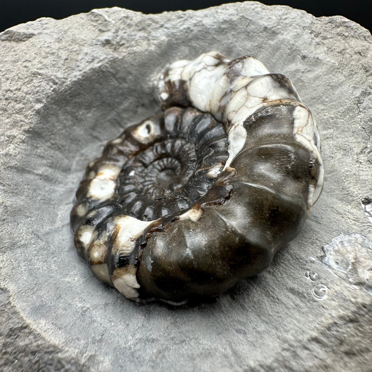 Androgynoceras maculatum ammonite fossil with stand - Whitby, North Yorkshire Jurassic Coast Yorkshire Fossils