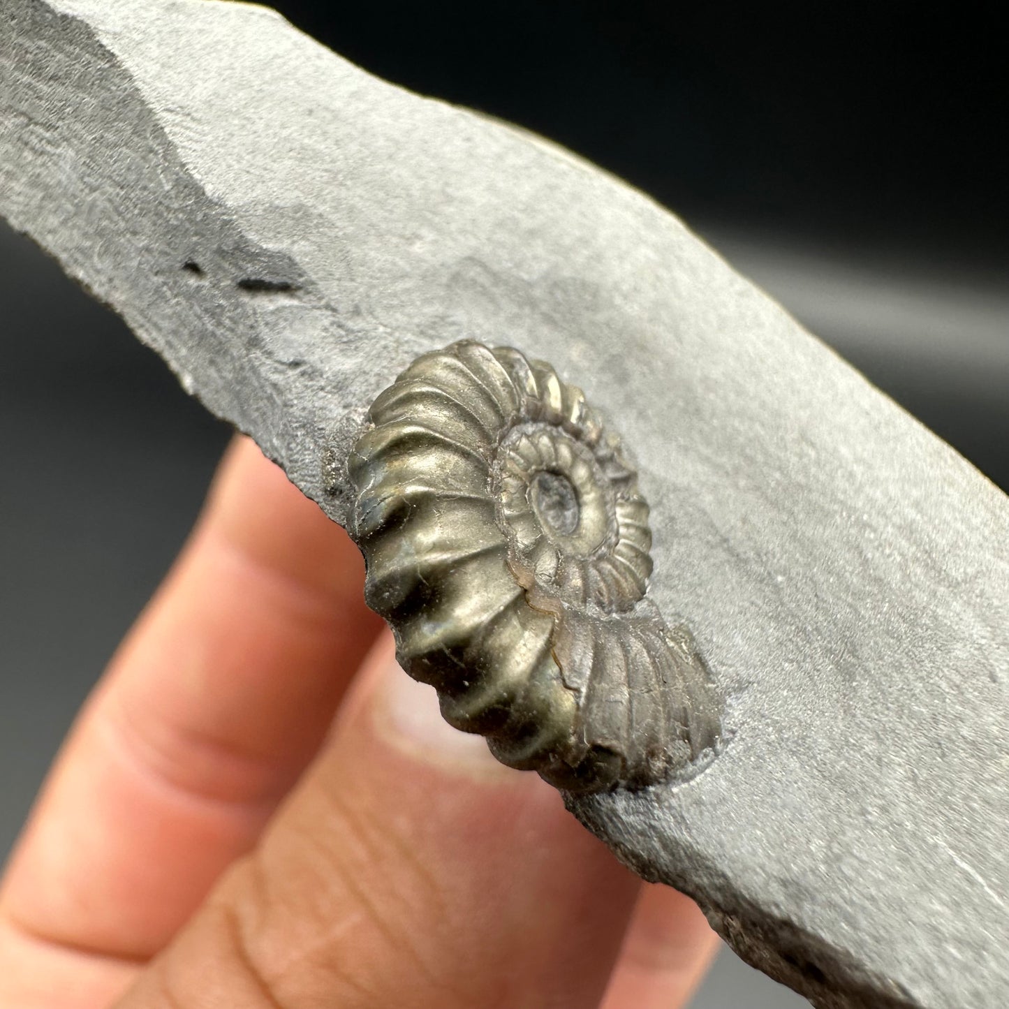 Promicroceras ammonite shell fossil with box and stand - Whitby, North Yorkshire Jurassic Coast Yorkshire Fossils