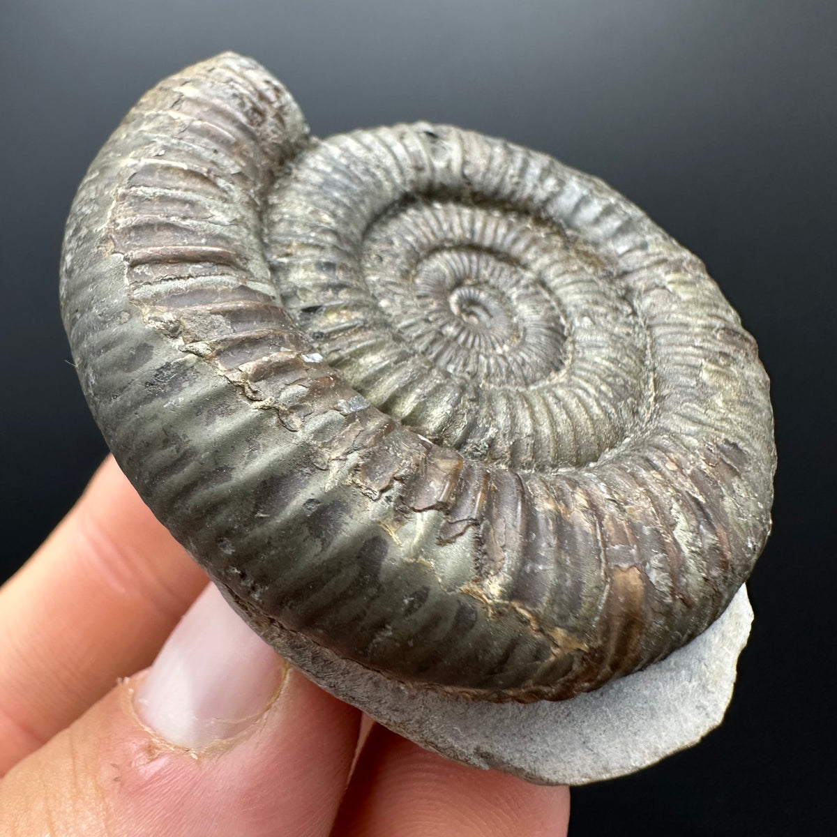 Dactylioceras Ammonite Fossil With box and Stand - Whitby, North Yorkshire Jurassic Coast Yorkshire Fossils
