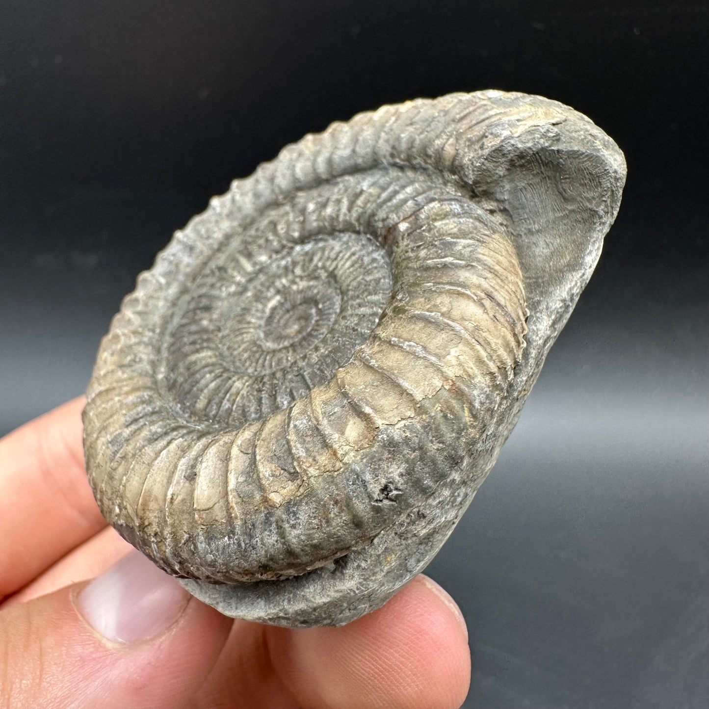 Dactylioceras Ammonite Fossil With box and Stand - Whitby, North Yorkshire Jurassic Coast Yorkshire Fossils