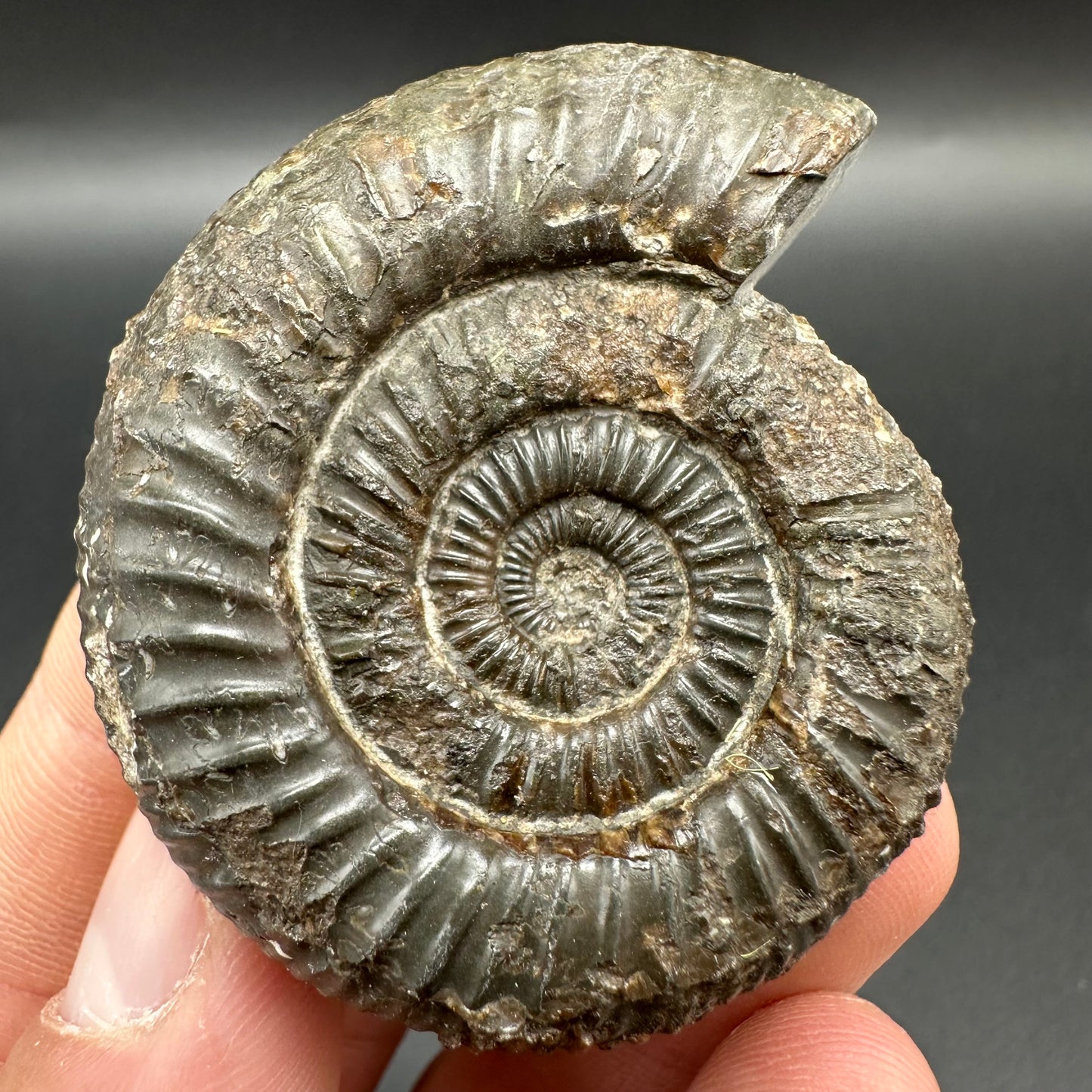 Dactylioceras Ammonite Fossil With Box And Stand - Whitby, North Yorkshire Jurassic Coast Yorkshire Fossils