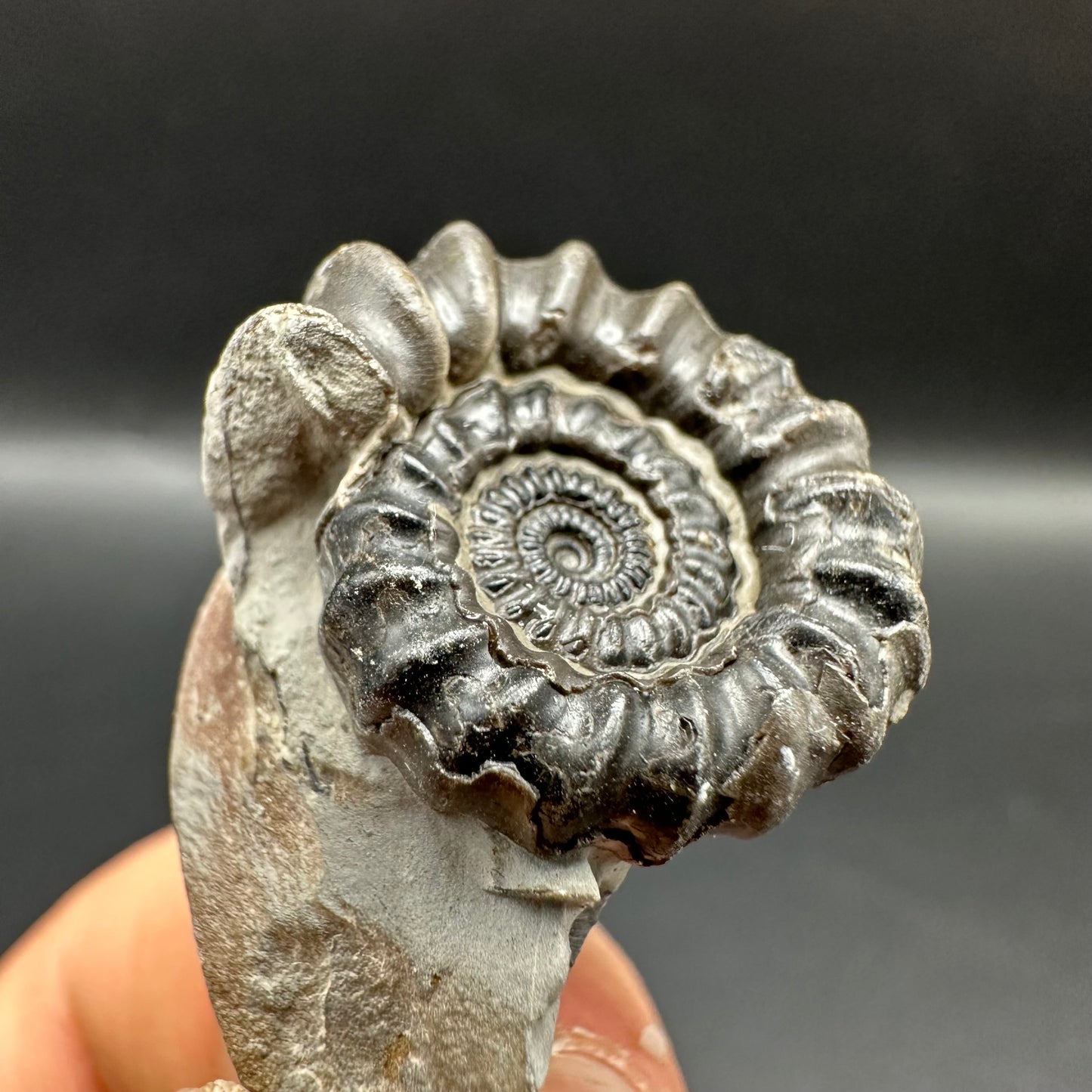 Gagaticeras Ammonite fossil with box and stand - Whitby, North Yorkshire Jurassic Coast Yorkshire Fossils