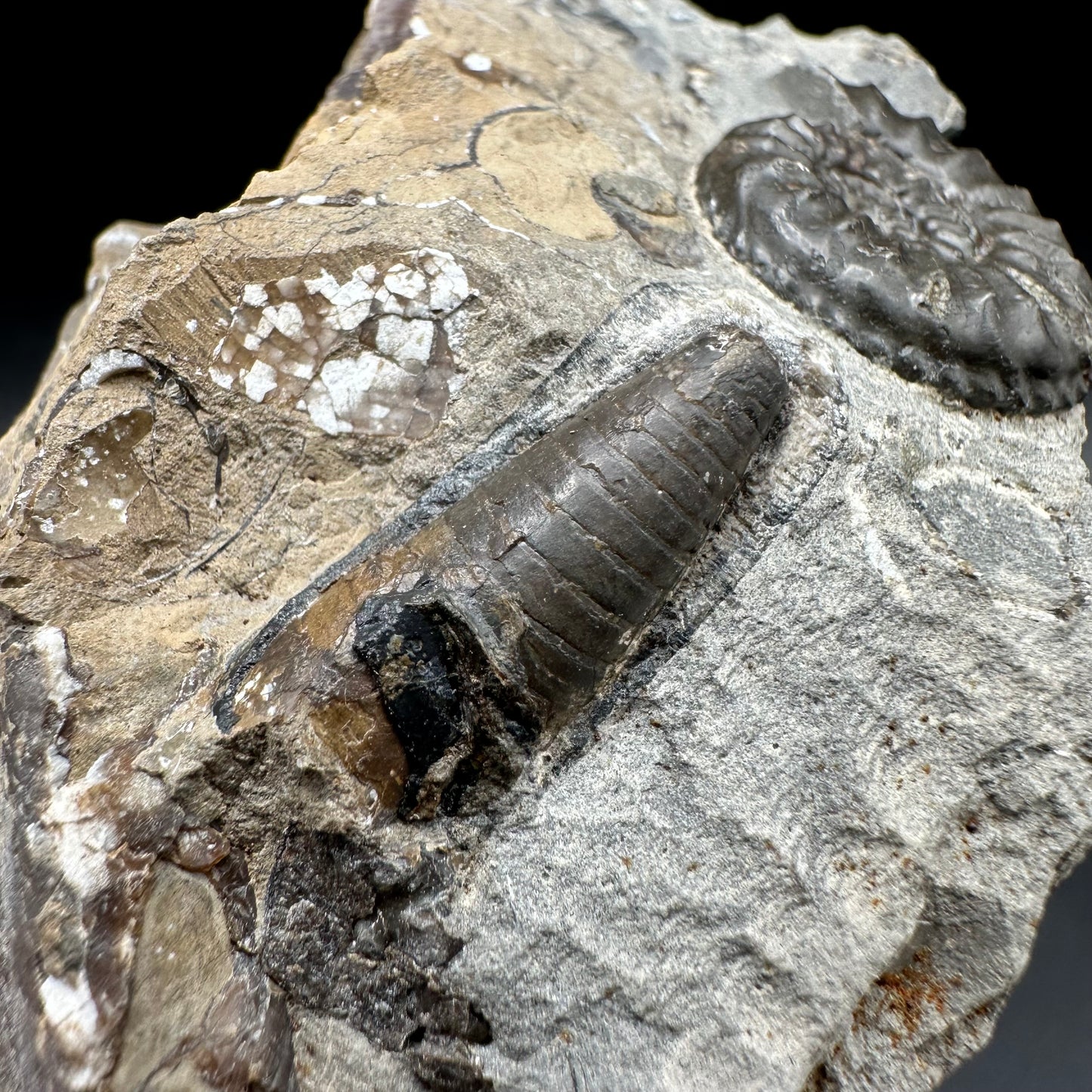 Amaltheus subnodosus Ammonite fossil / Belemnite Phragmocone fossil with box and stand - Whitby, North Yorkshire Jurassic Coast Yorkshire Fossils