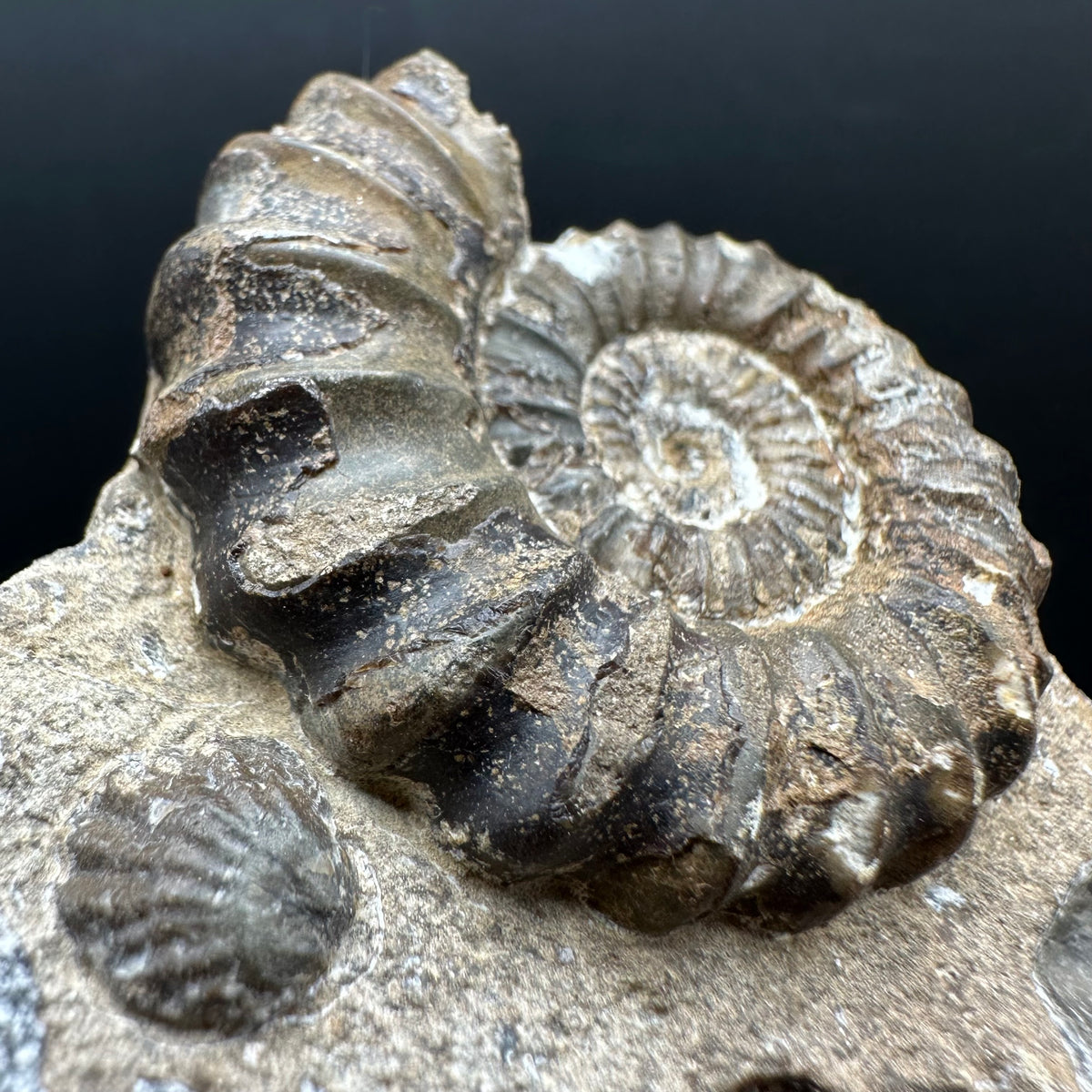 Androgynoceras capricornus Ammonite Fossil With Stand - Whitby, North Yorkshire Jurassic Coast Yorkshire Fossils