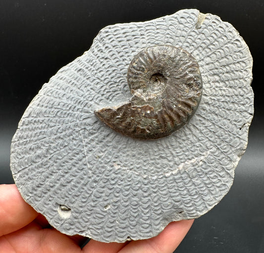 Pseudolioceras lythense Ammonite fossil with box and stand - Whitby, North Yorkshire, Yorkshire Fossils on the Jurassic Coast