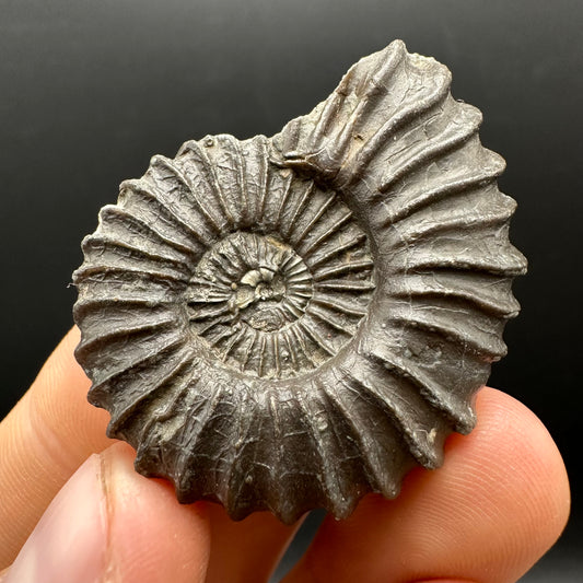 Schlothemia sp. ammonite fossil with box and stand - Whitby, North Yorkshire Jurassic Coast, Yorkshire fossils