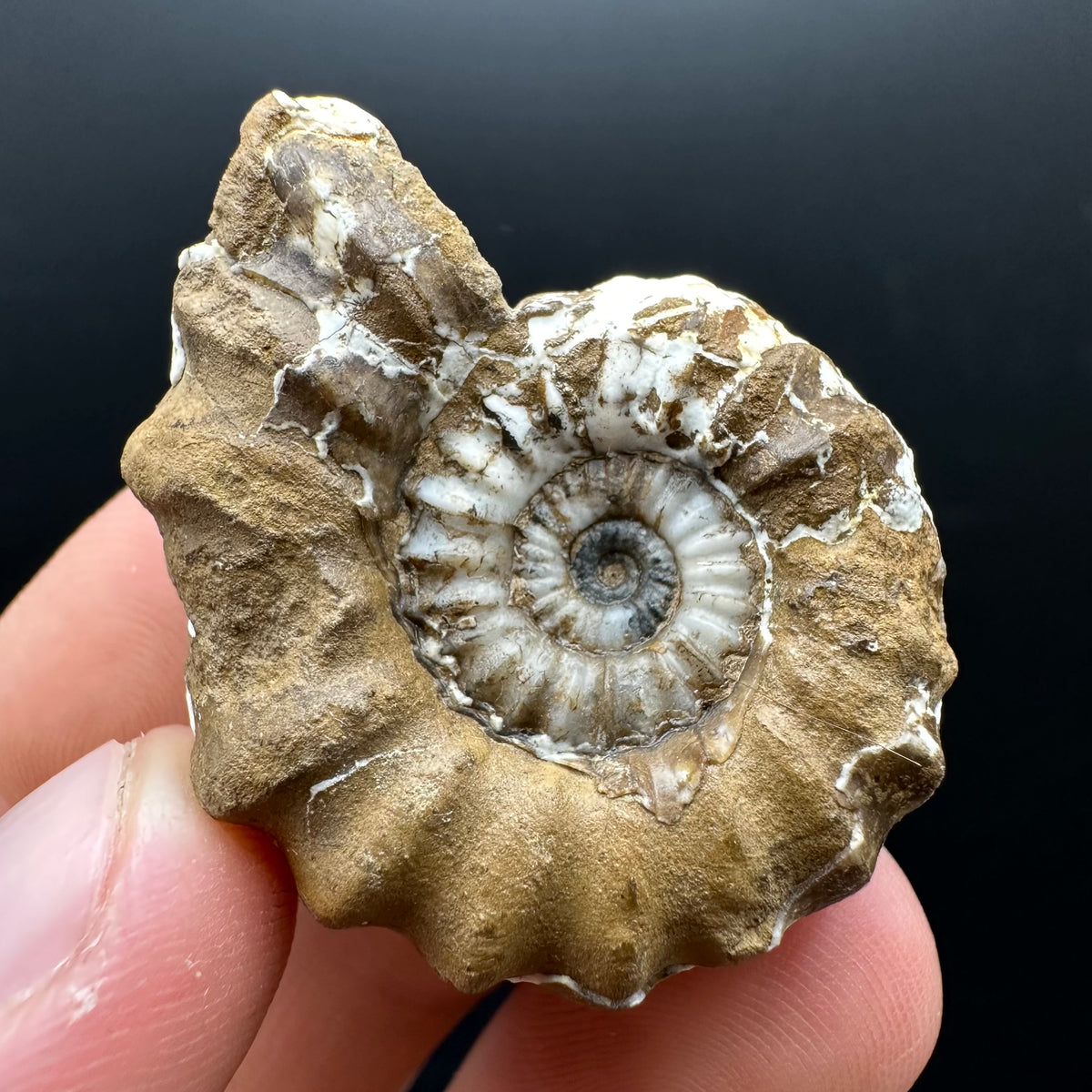 Androgynoceras capricornus Ammonite Fossil With Stand - Whitby, North Yorkshire Jurassic Coast Yorkshire Fossils