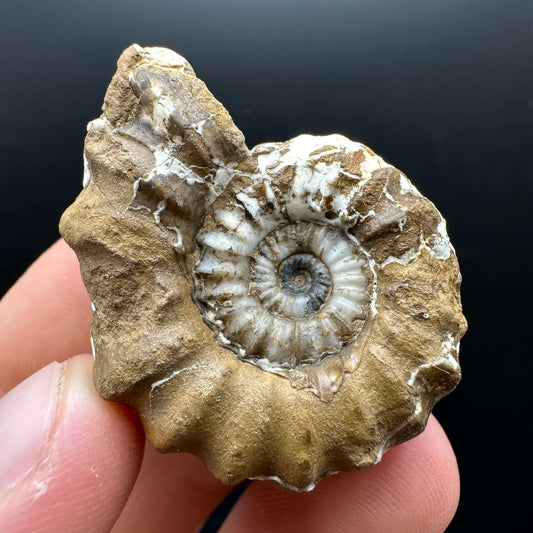 Androgynoceras capricornus Ammonite Fossil With Stand - Whitby, North Yorkshire Jurassic Coast Yorkshire Fossils