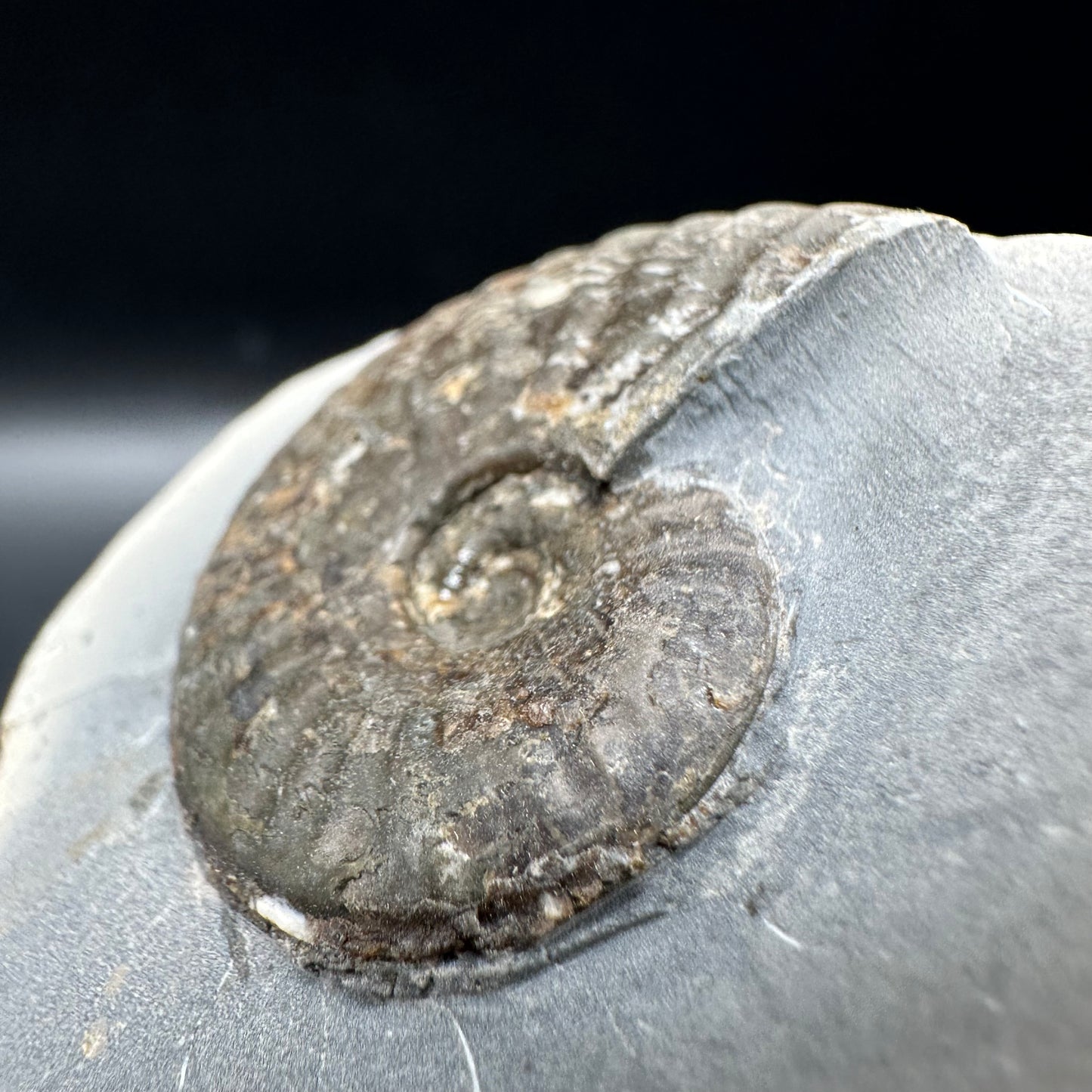 Pseudolioceras lythense Ammonite fossil with box and stand - Whitby, North Yorkshire, Yorkshire Fossils on the Jurassic Coast