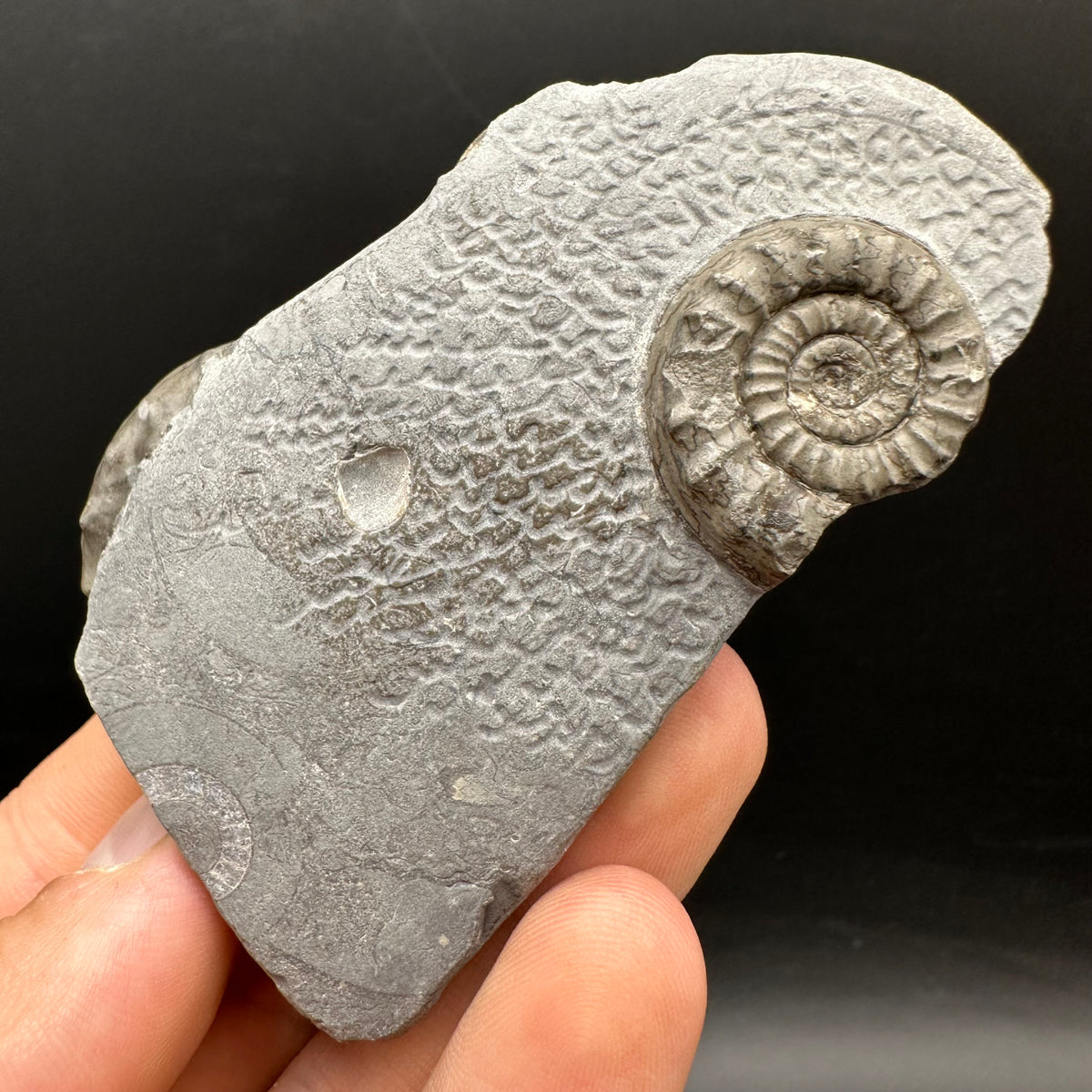 Arnioceras ammonite shell fossil with box and stand - Whitby, North Yorkshire Jurassic Coast Yorkshire Fossils