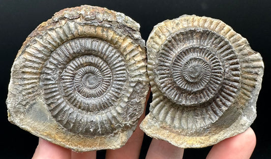 Dactylioceras Ammonite nodule (split pair) Fossil With Box And Stand - Whitby, North Yorkshire Jurassic Coast Yorkshire Fossils