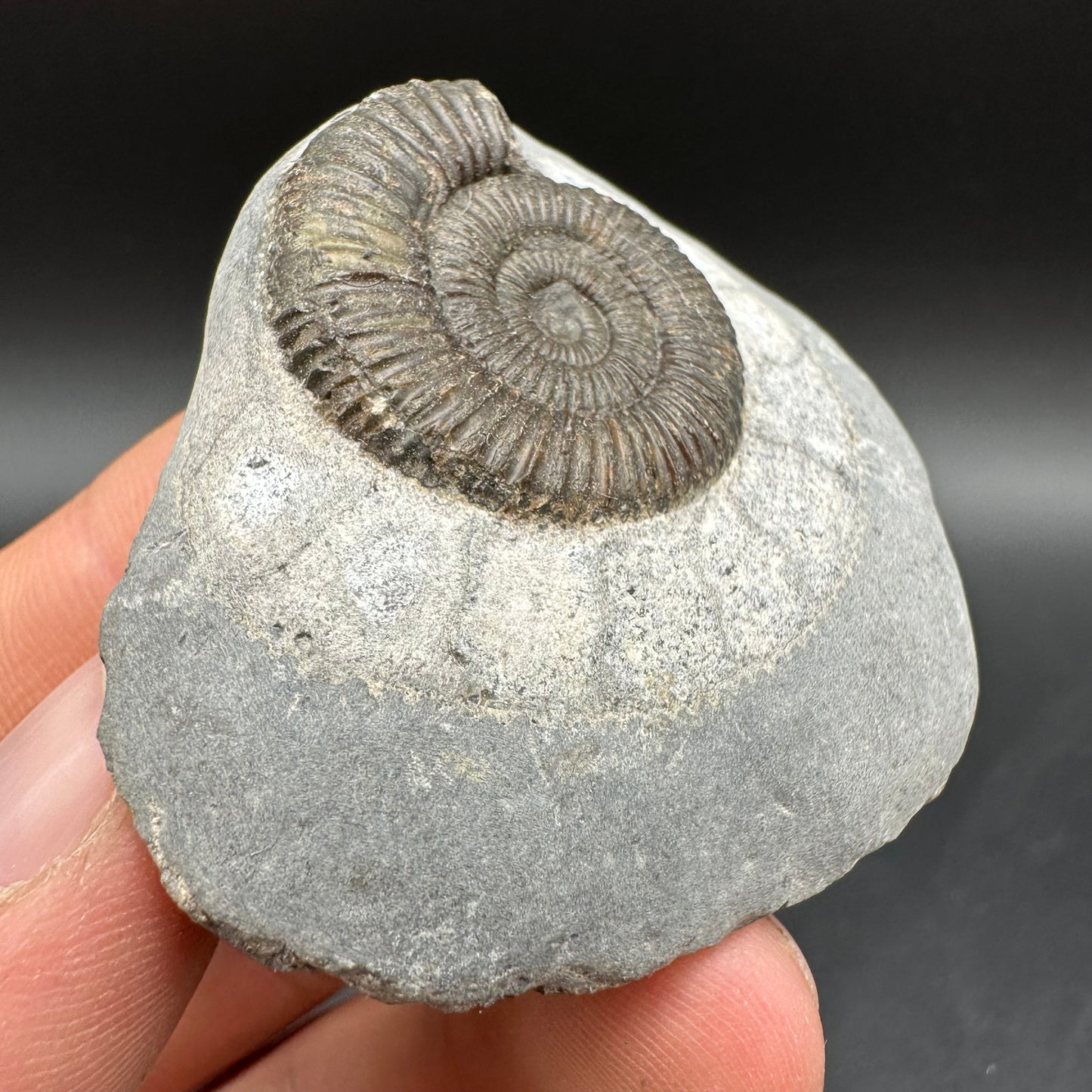 Dactylioceras Ammonite Fossil With Box And Stand - Whitby, North Yorkshire Jurassic Coast Yorkshire Fossils