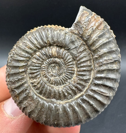 Dactylioceras Ammonite Fossil With Box And Stand - Whitby, North Yorkshire Jurassic Coast Yorkshire Fossils