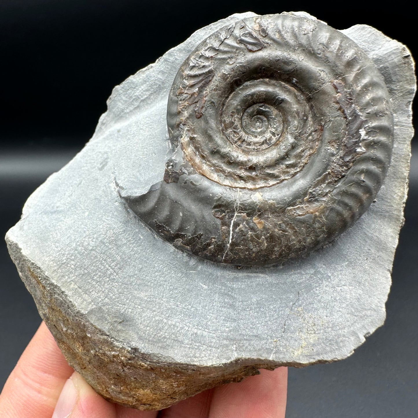 Hildoceras Bifrons ammonite fossil with box and stand - Whitby, North Yorkshire Jurassic Coast Yorkshire Fossils