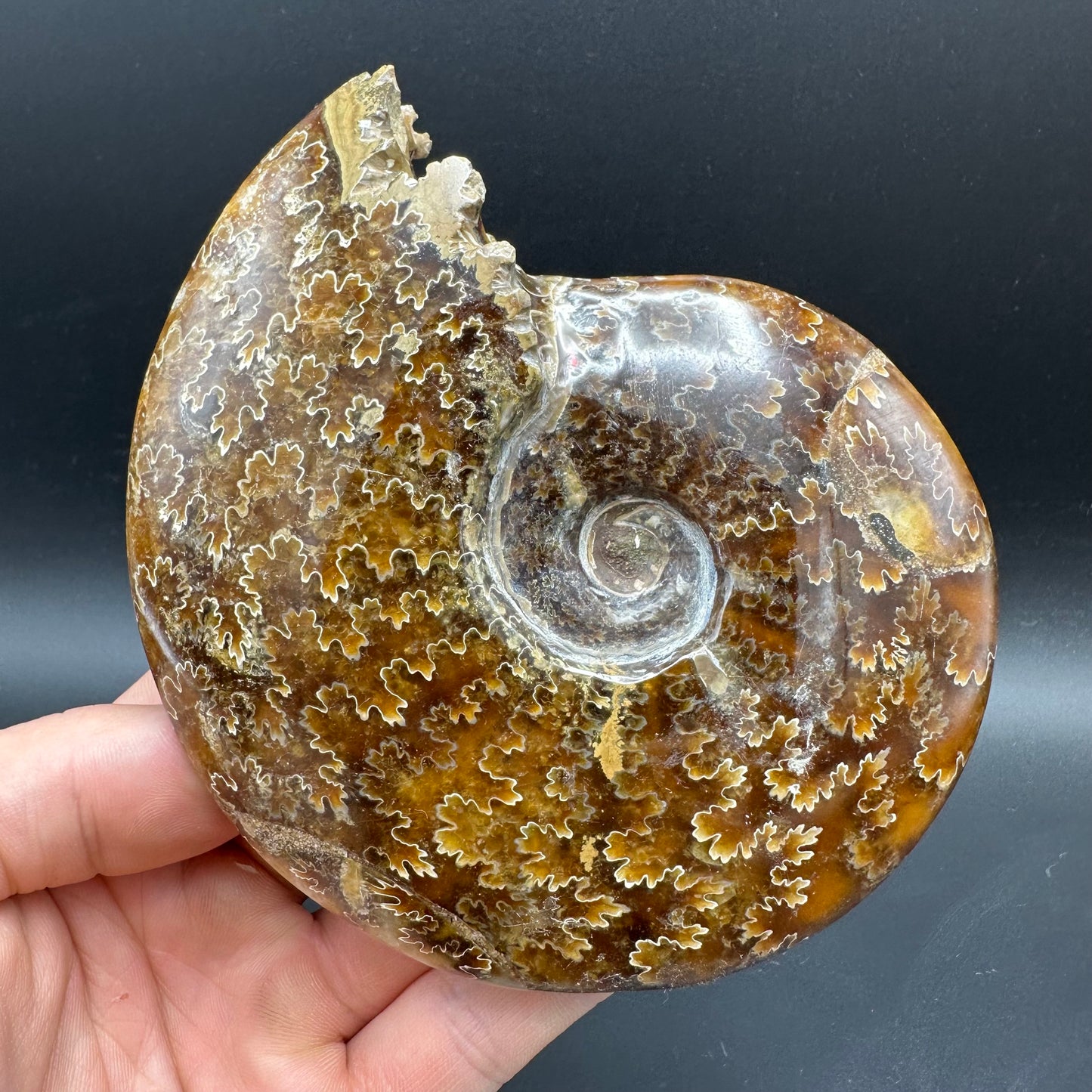 Cleoniceras Ammonite Fossil With Box And Stand - Cretaceous Ammonite Madagascar