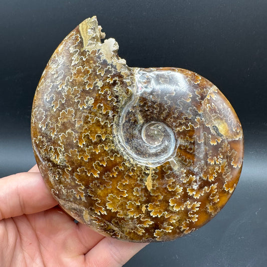 Cleoniceras Ammonite Fossil With Box And Stand - Cretaceous Ammonite Madagascar
