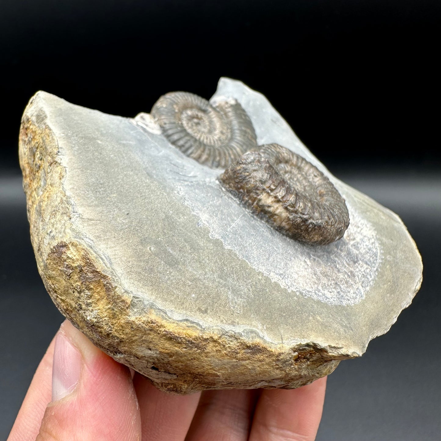 Zugodactylites ammonite fossil with box and stand - Whitby, North Yorkshire Jurassic Coast, Yorkshire fossils