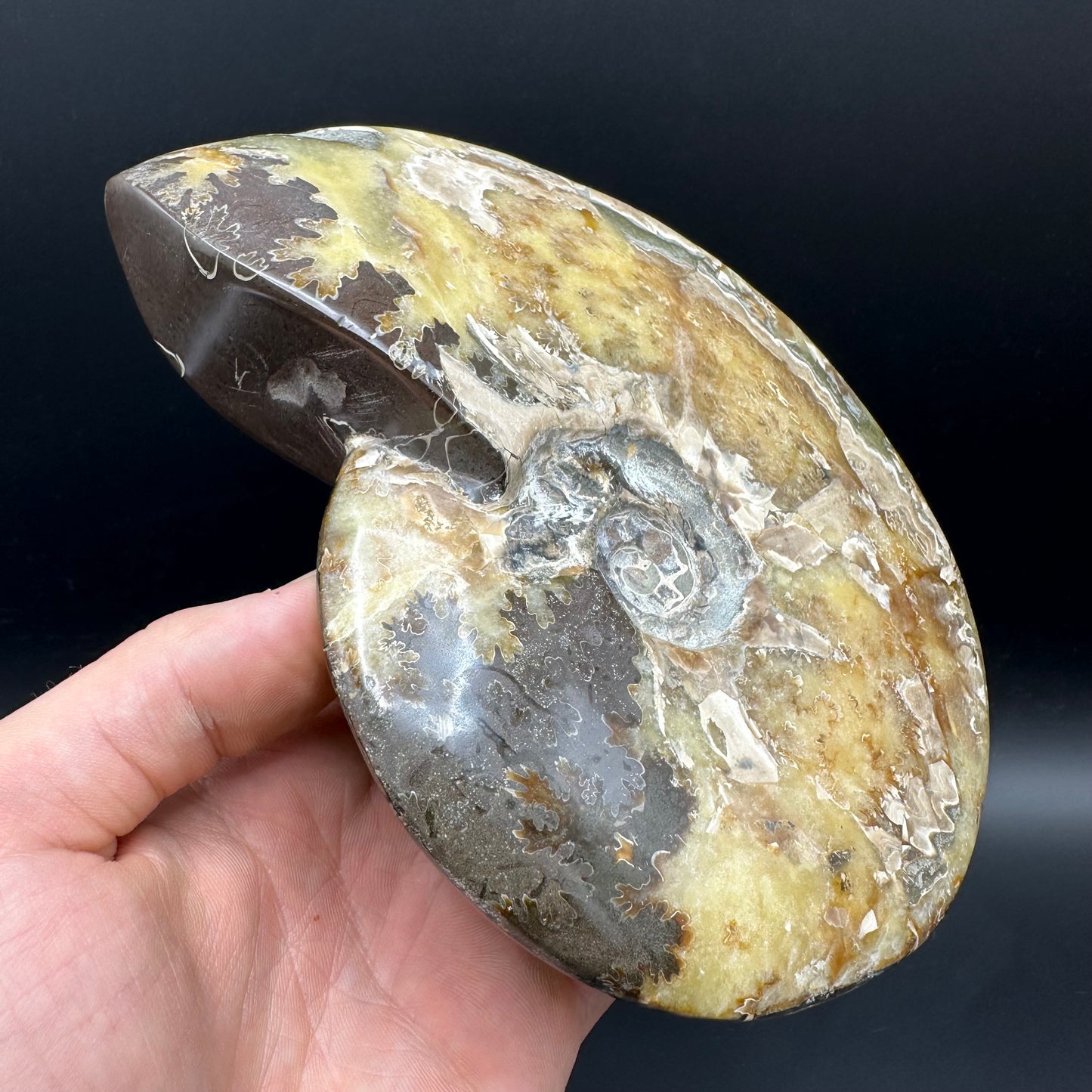 Cleoniceras Ammonite Fossil With Stand - Cretaceous Ammonite Madagascar
