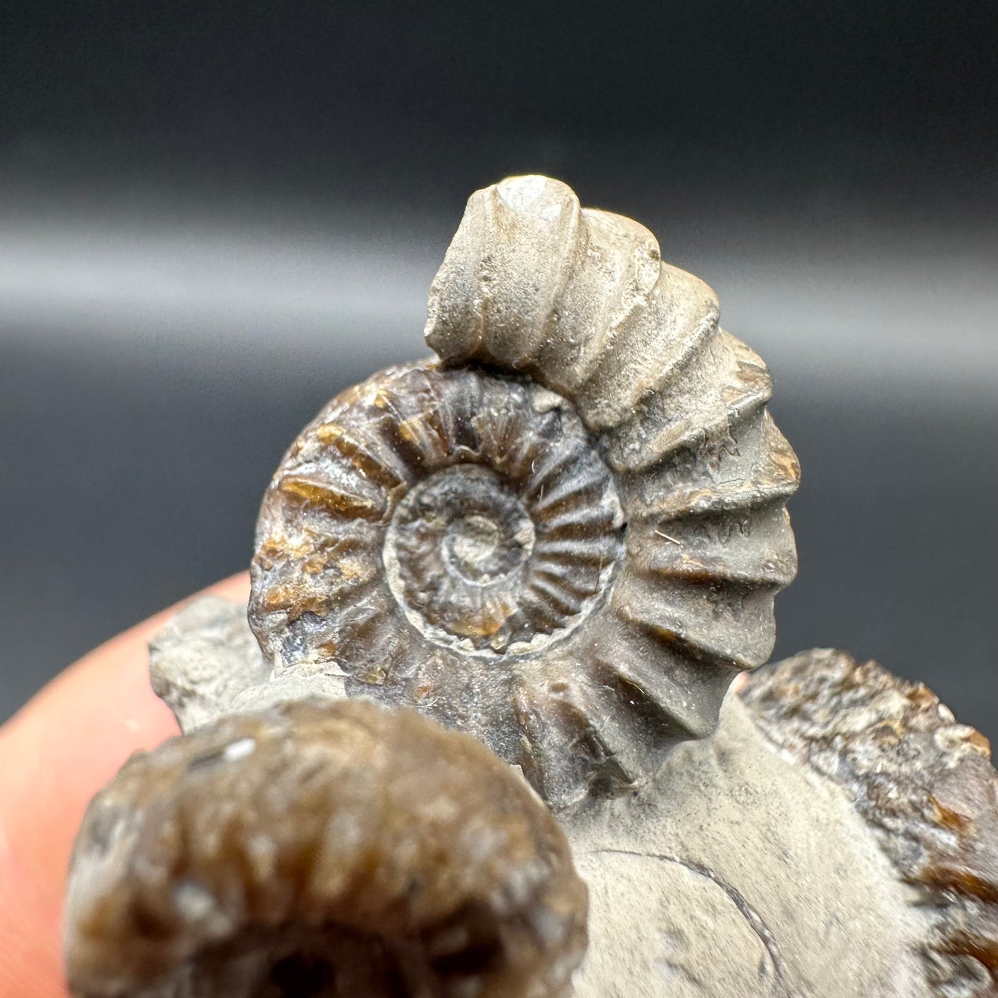 Oistoceras figulinum ammonite fossil with box and stand - Whitby, North Yorkshire Jurassic Coast Yorkshire Fossils