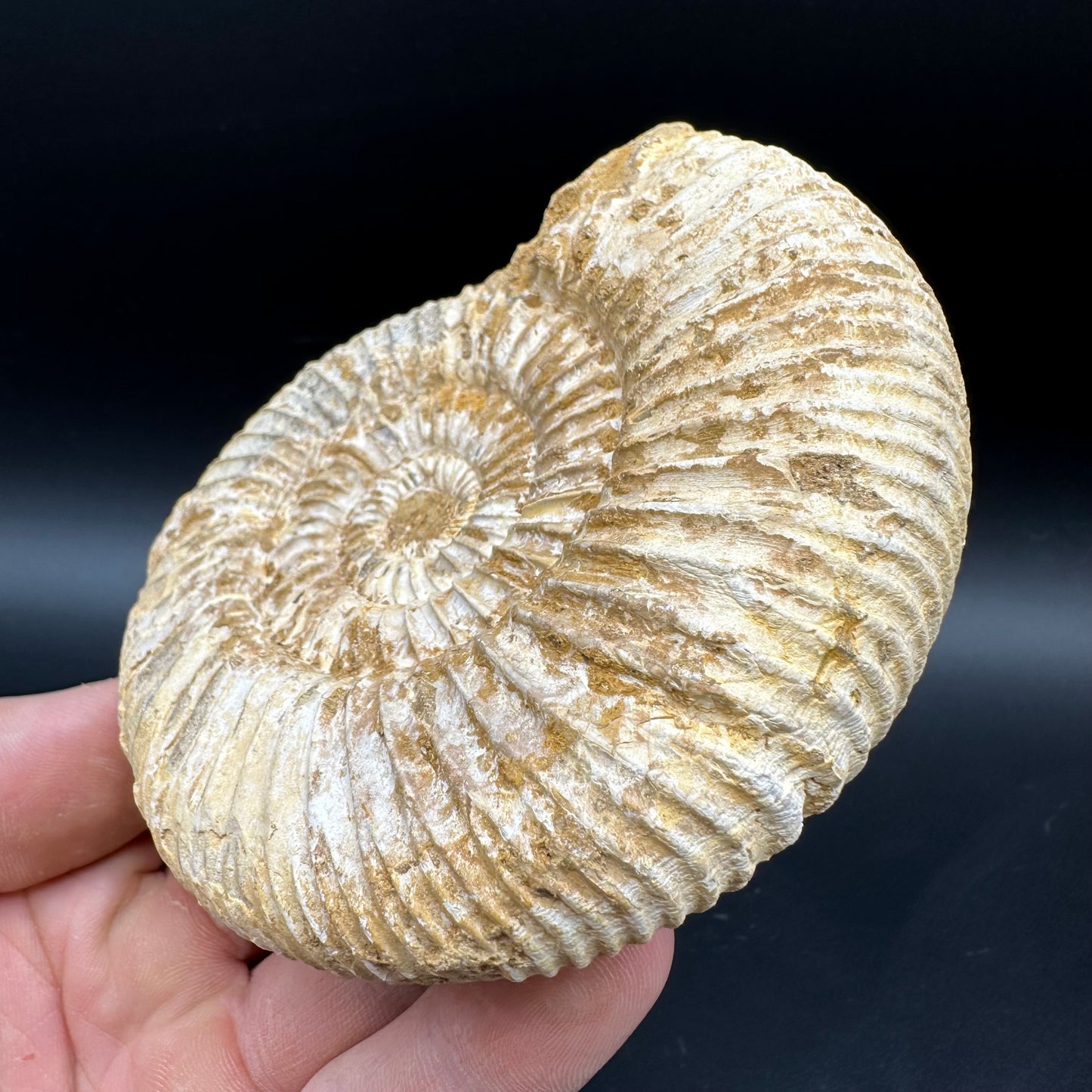 Dichotomosphinctes Ammonite Fossil With Box And Stand - Middle Jurassic Ammonite Madagascar