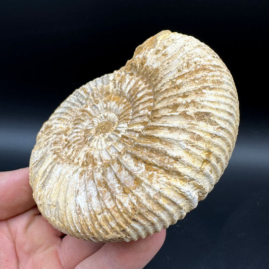 Dichotomosphinctes Ammonite Fossil With Box And Stand - Middle Jurassic Ammonite Madagascar