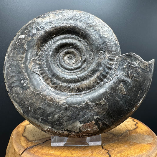 Hildoceras Bifrons Ammonite fossil with stand - Whitby, North Yorkshire Jurassic Coast, Yorkshire Fossils from the Jurassic Coast
