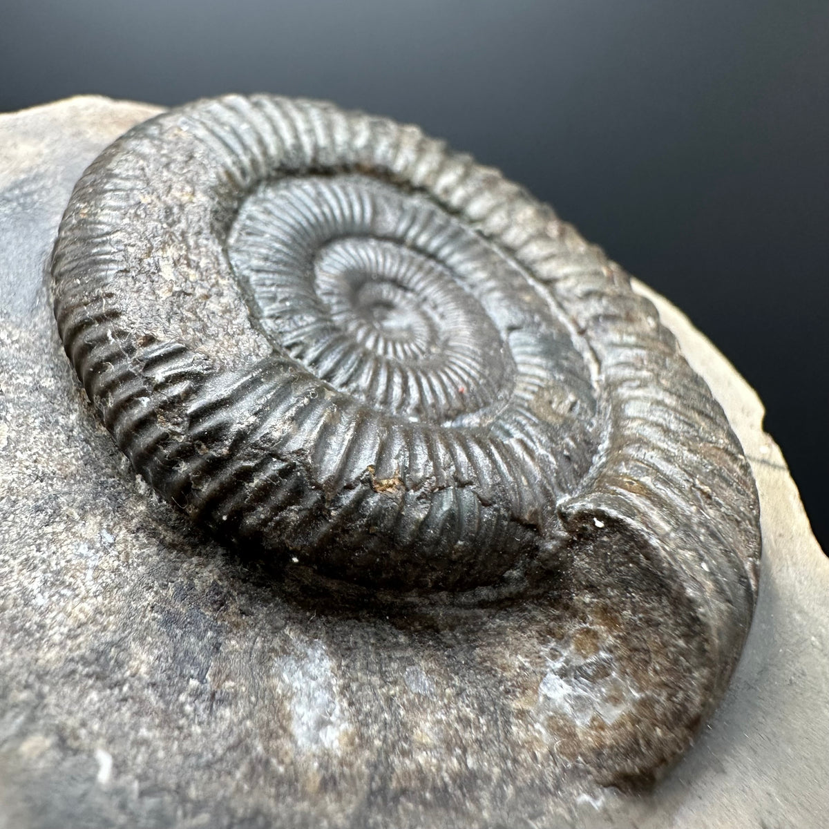 Dactylioceras Ammonite Fossil With box and Stand - Whitby, North Yorkshire Jurassic Coast Yorkshire Fossils