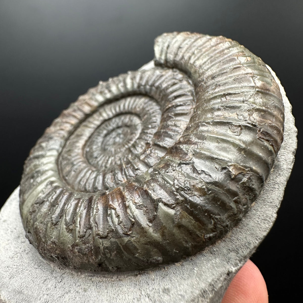 Dactylioceras Ammonite Fossil With box and Stand - Whitby, North Yorkshire Jurassic Coast Yorkshire Fossils