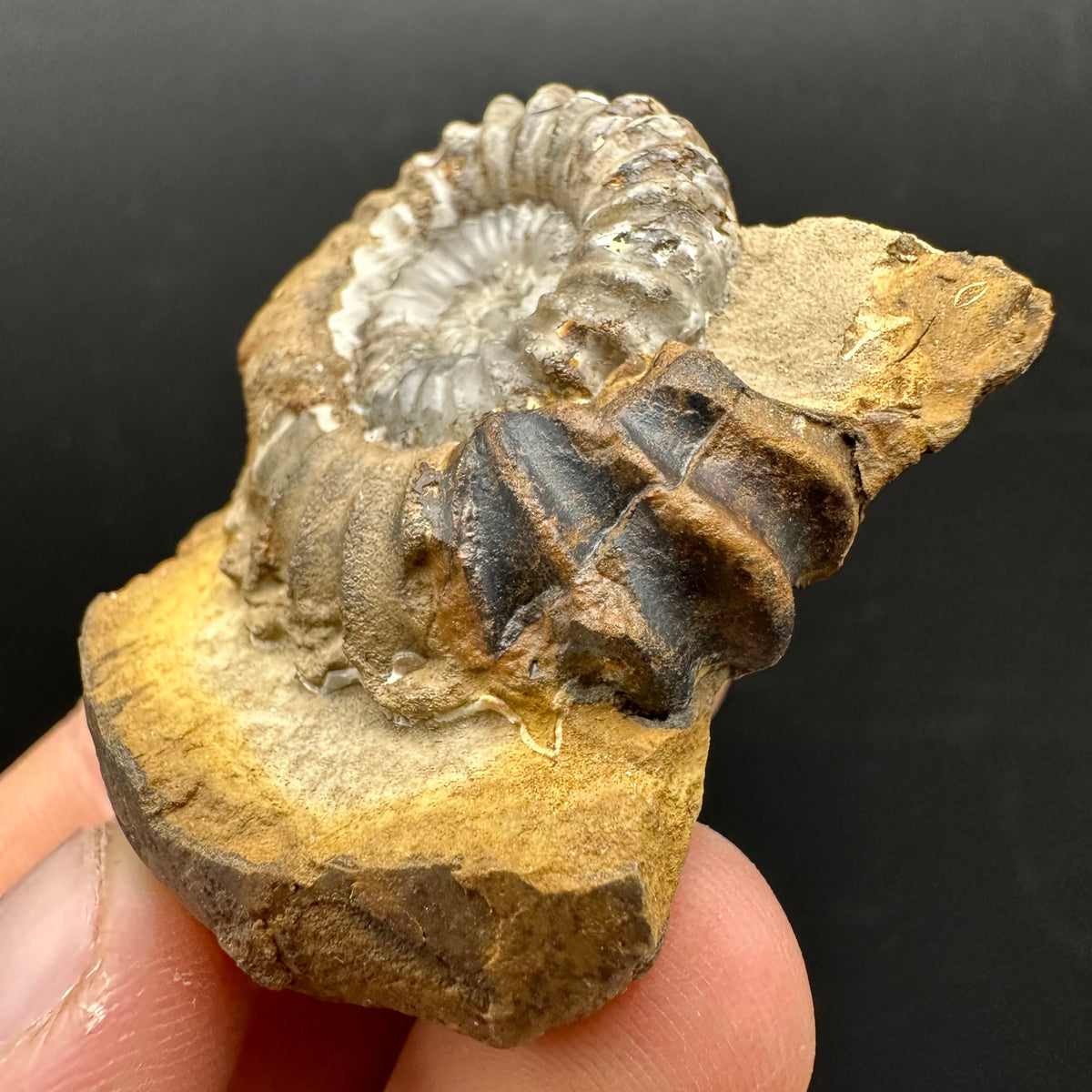 Androgynoceras capricornus Ammonite Fossil With Stand - Whitby, North Yorkshire Jurassic Coast Yorkshire Fossils