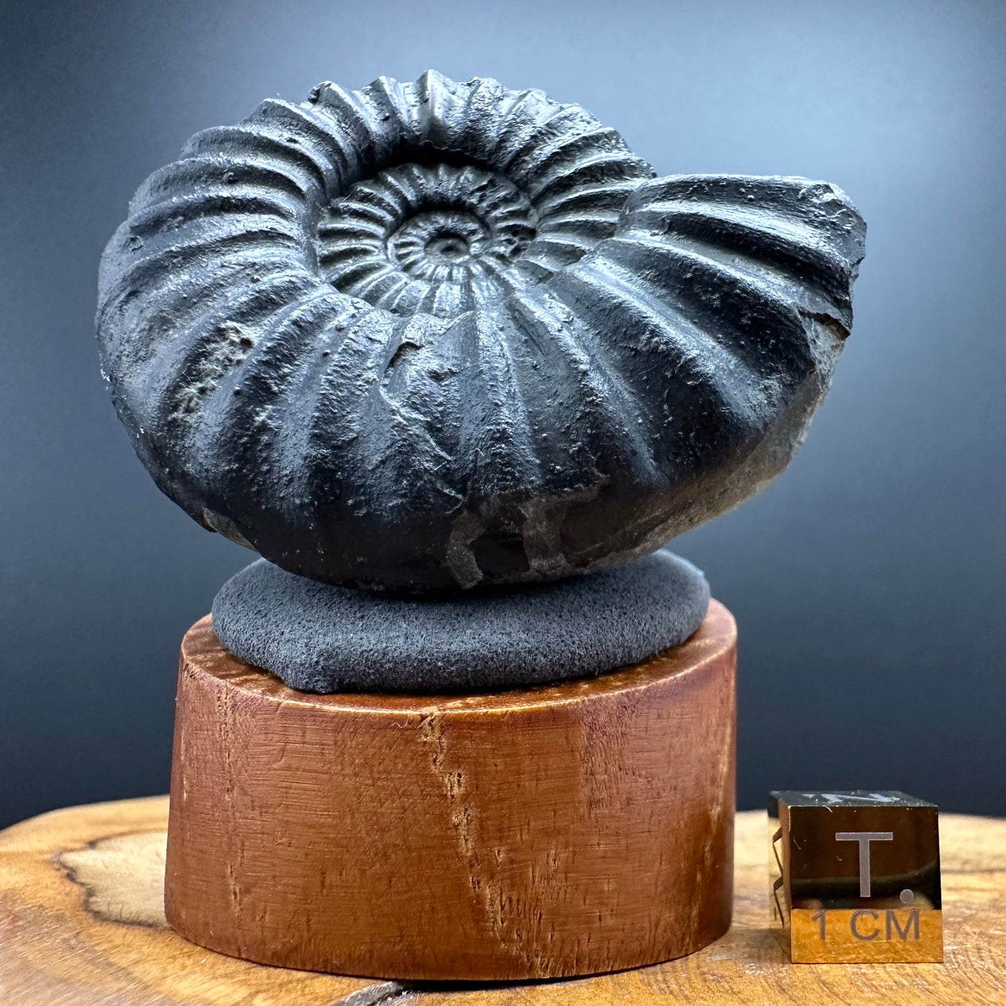 Asteroceras Ammonite fossil with box and stand - Whitby, North Yorkshire Jurassic Coast Yorkshire Fossils