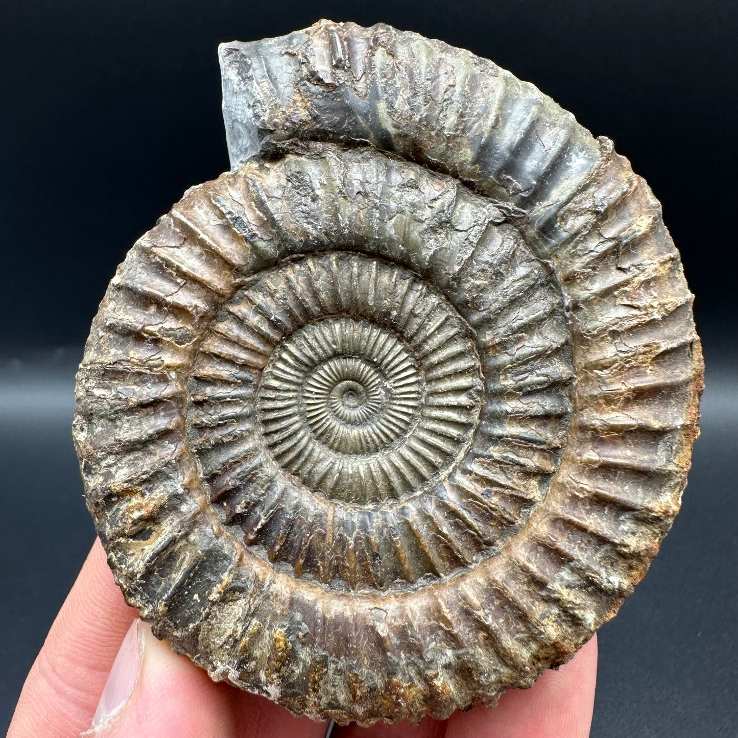 Dactylioceras Ammonite Fossil With Box And Stand - Whitby, North Yorkshire Jurassic Coast Yorkshire Fossils