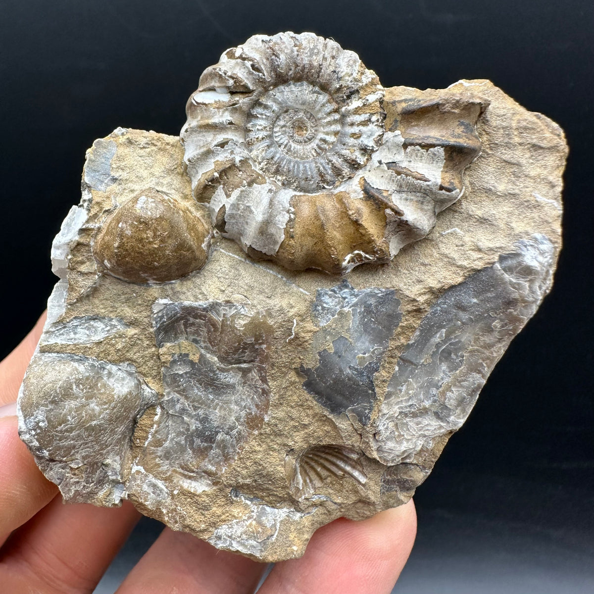 Androgynoceras capricornus Ammonite Fossil With Stand - Whitby, North Yorkshire Jurassic Coast Yorkshire Fossils
