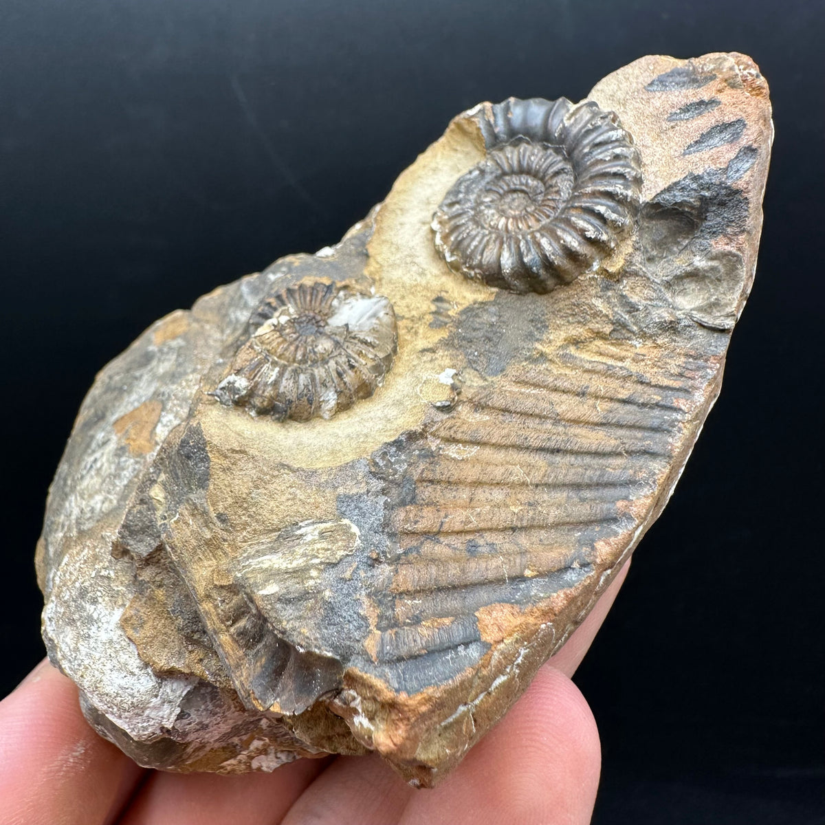 Androgynoceras capricornus Ammonite Fossil With Stand - Whitby, North Yorkshire Jurassic Coast Yorkshire Fossils